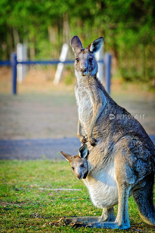 东部灰袋鼠(Macropus giganteus)